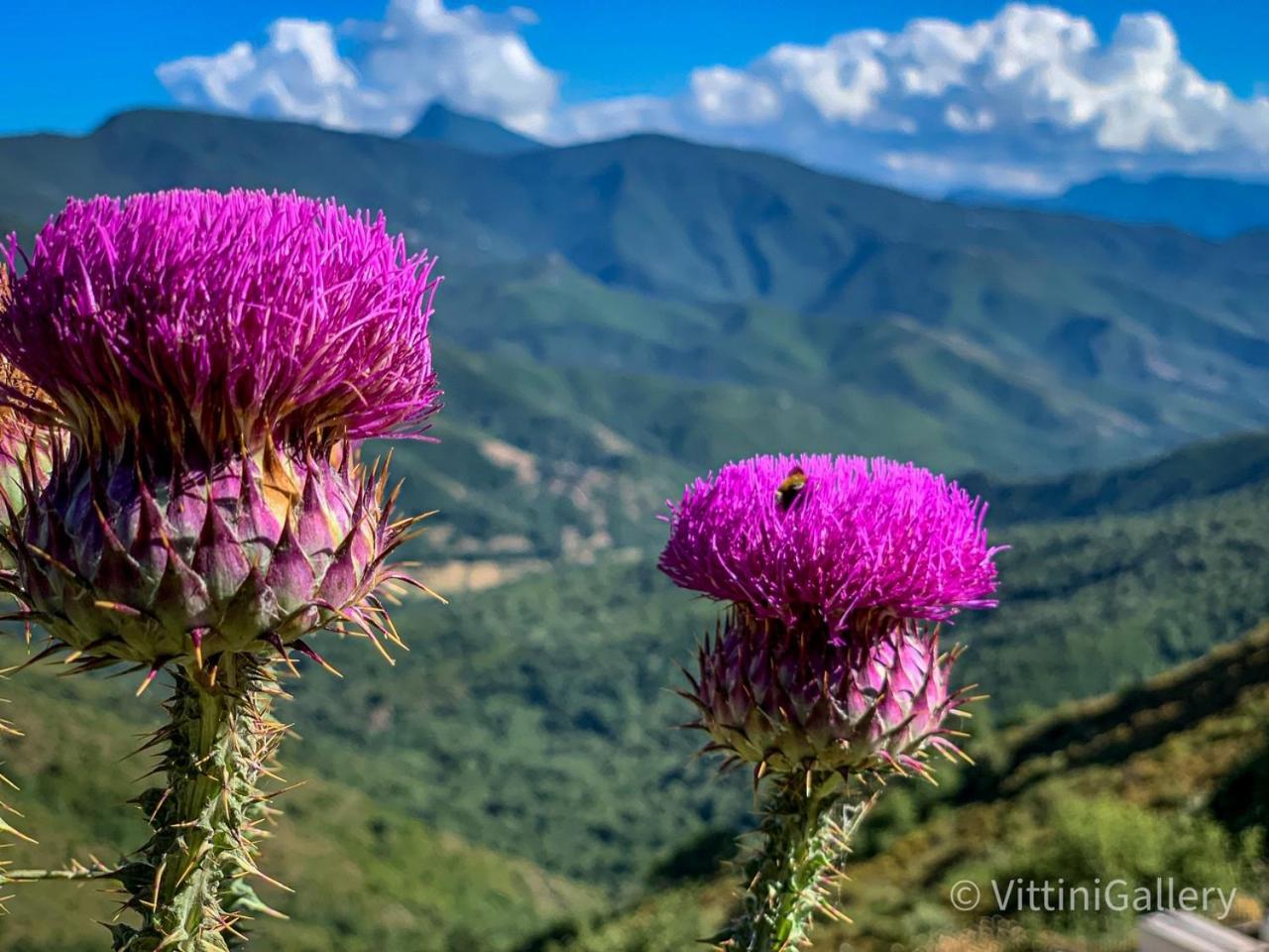 Nuits Magiques Au Village Entre Mer Et Montagnes Bigorno Екстер'єр фото