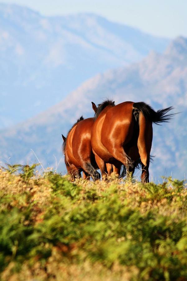 Nuits Magiques Au Village Entre Mer Et Montagnes Bigorno Екстер'єр фото